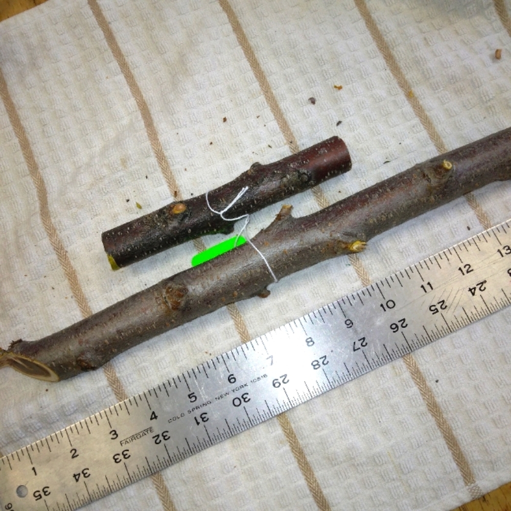 Peach Tree Branches for Crafting Isopods Reptiles  Terarrium  Jararrium Vivarium
